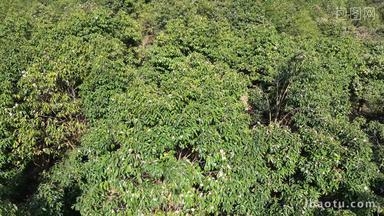 农业种植<strong>茶树</strong>茶花种植基地航拍